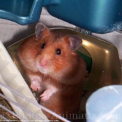 Photo de Hamster