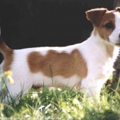 Photo de Jack russell terrier