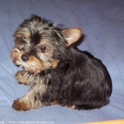 Photo de Yorkshire terrier