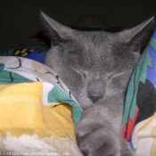 Photo de Chartreux