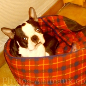 Photo de Boston terrier