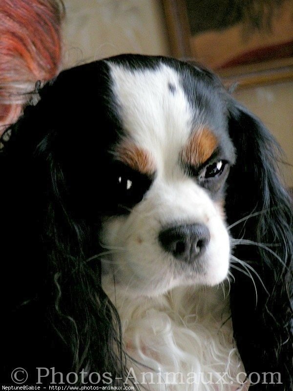 Photo de Cavalier king charles spaniel