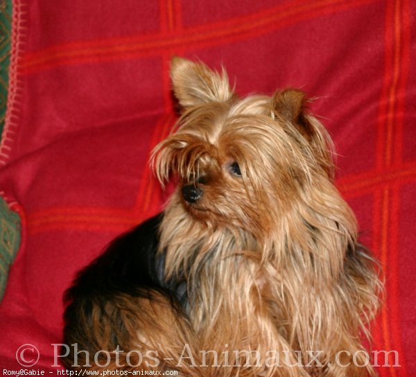 Photo de Yorkshire terrier