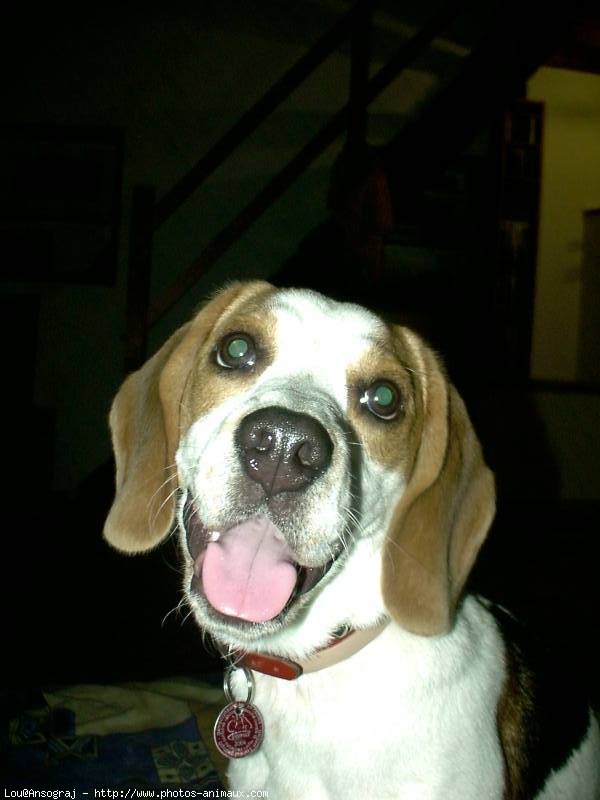 Photo de Beagle