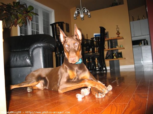 Photo de Dobermann