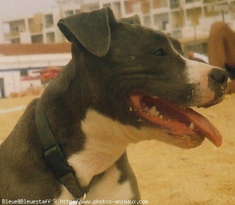 Photo d'American staffordshire terrier