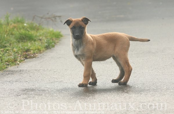 Photo de Berger belge malinois