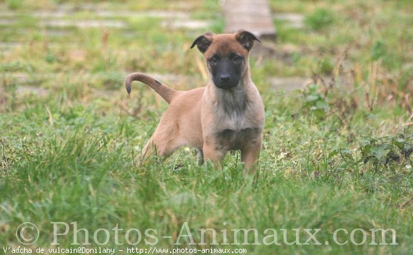 Photo de Berger belge malinois