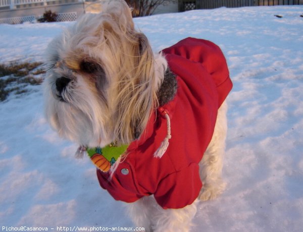 Photo de Shih tzu