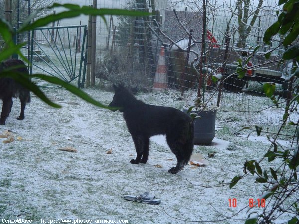 Photo de Berger belge groenendael