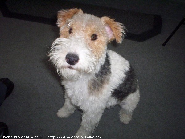 Photo de Fox terrier  poil dur