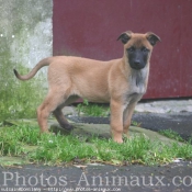 Photo de Berger belge malinois