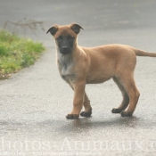 Photo de Berger belge malinois