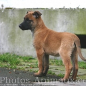 Photo de Berger belge malinois