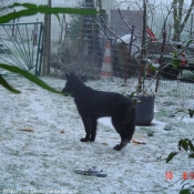 Photo de Berger belge groenendael