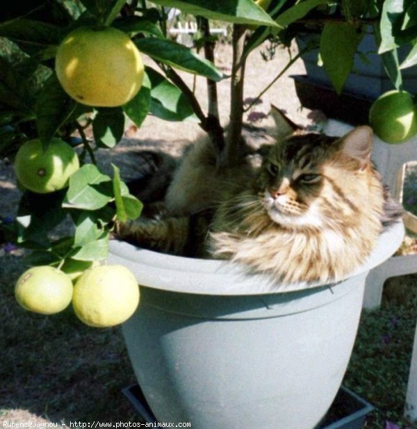 Photo de Maine coon