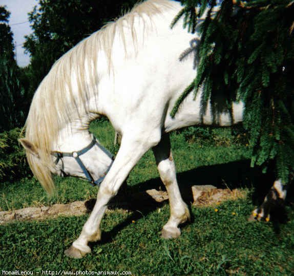 Photo de Camargue