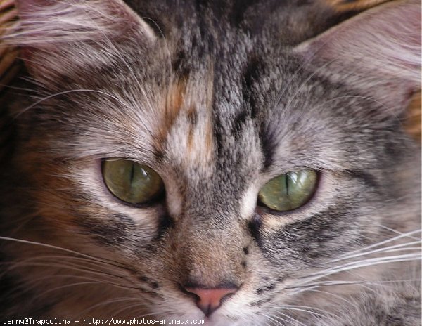 Photo de Chat domestique