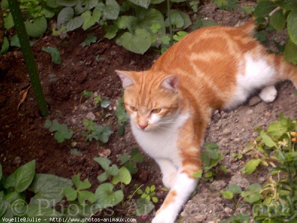 Photo de Chat domestique