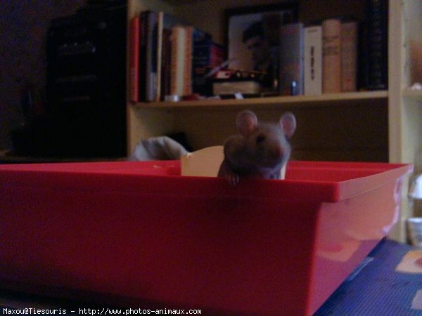 Photo de Rat