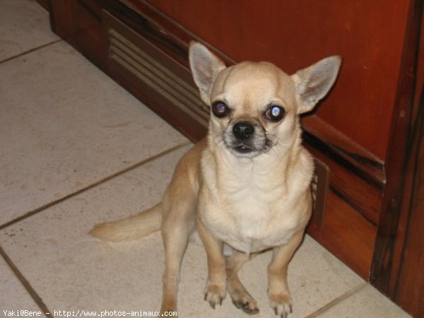 Photo de Chihuahua  poil court