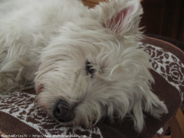 Photo de West highland white terrier