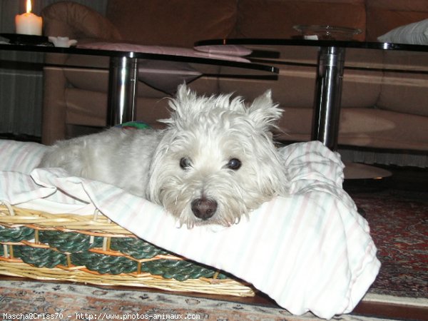 Photo de West highland white terrier