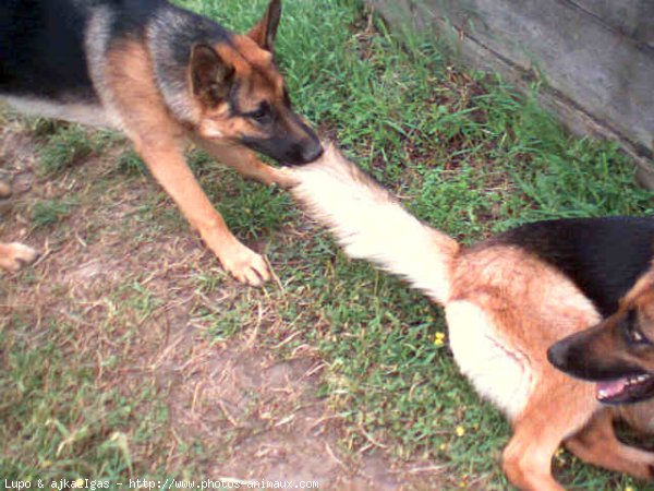 Photo de Berger allemand  poil court