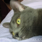 Photo de Chartreux