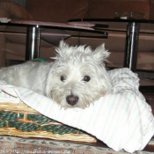 Photo de West highland white terrier