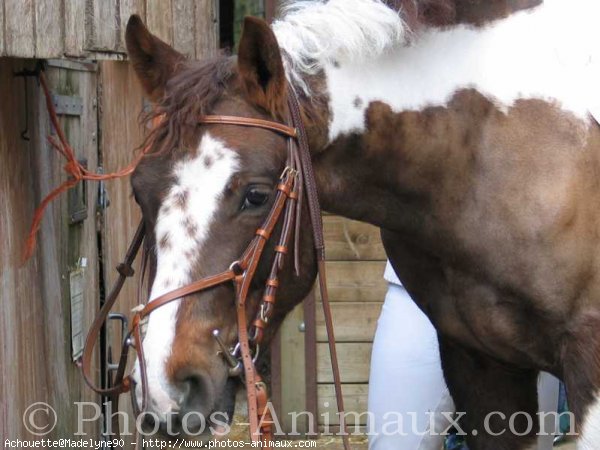 Photo de Poney franais de selle