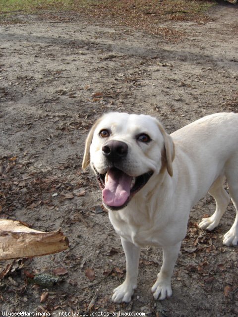 Photo de Labrador retriever