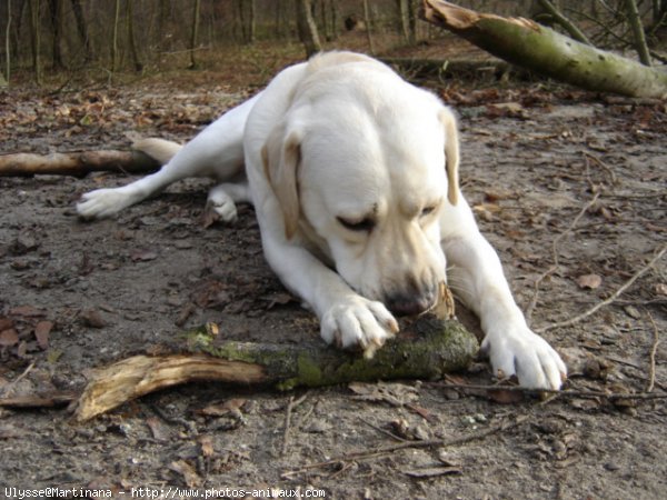 Photo de Labrador retriever