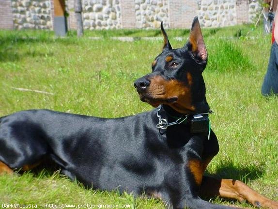 Photo de Dobermann