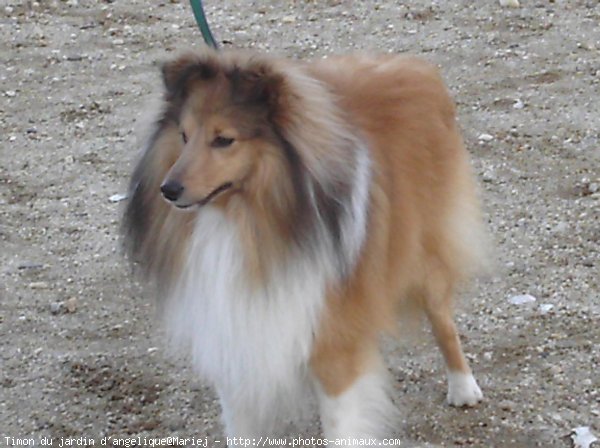 Photo de Chien de berger des shetland