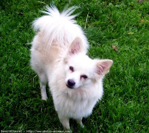 Photo de Spitz moyen