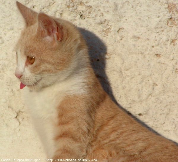 Photo de Chat domestique