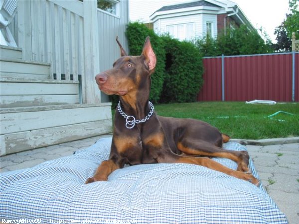 Photo de Dobermann