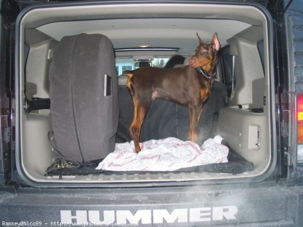 Photo de Dobermann