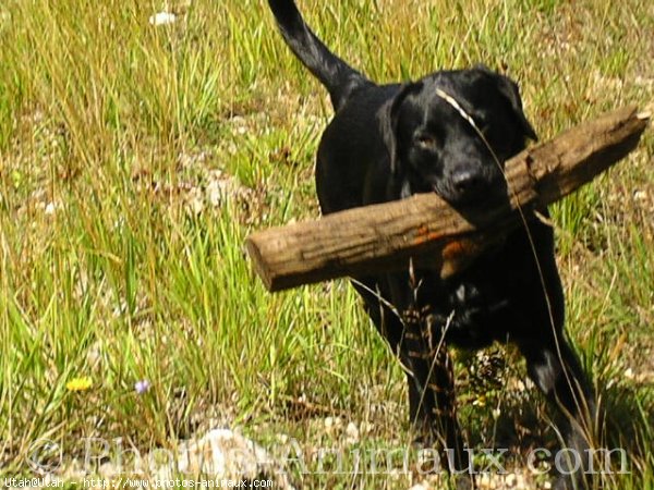 Photo de Labrador retriever