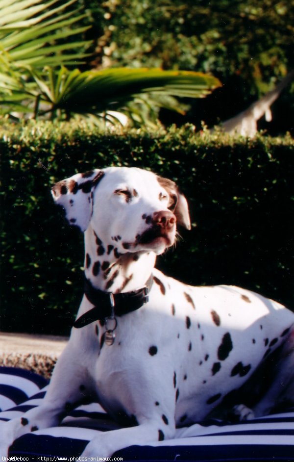 Photo de Dalmatien