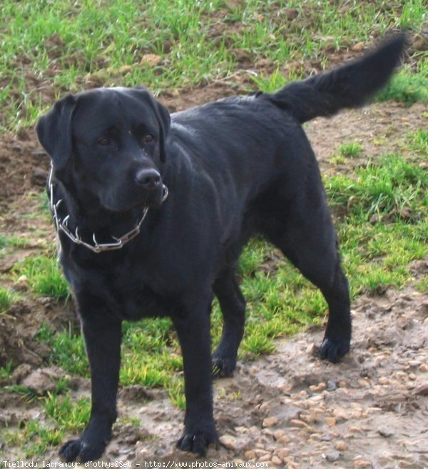 Photo de Labrador retriever