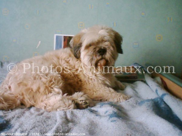 Photo de Lhassa apso