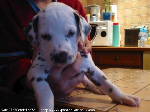 Photo de Dalmatien