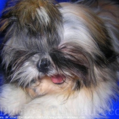 Photo de Shih tzu