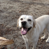 Photo de Labrador retriever