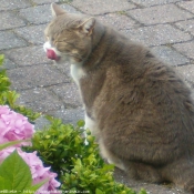 Photo de Chat domestique