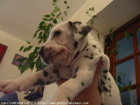 Photo de Dalmatien