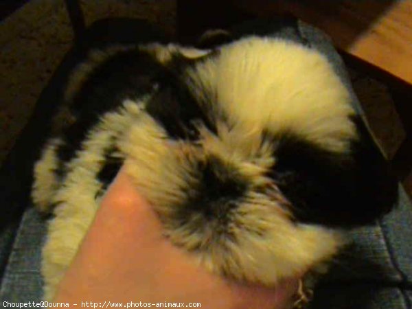 Photo de Shih tzu