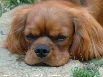 Photo de Cavalier king charles spaniel